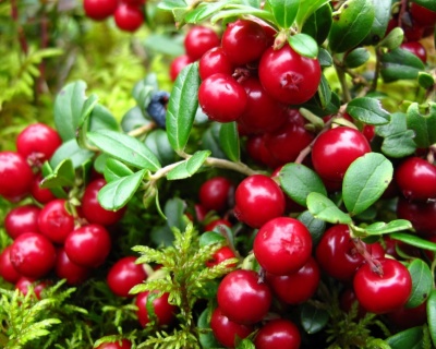 Брусника "Ред Берри"