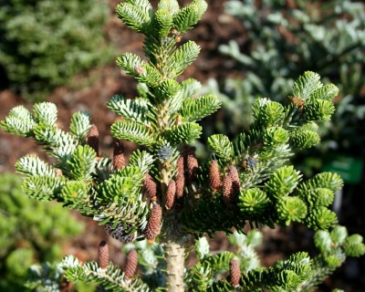 Пихта корейская "Сэмлинг"