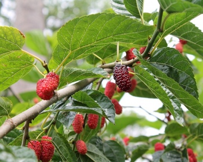 Шелковица "Диана красная"