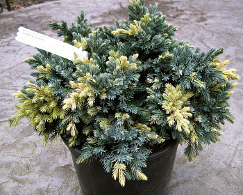 Можжевельник чешуйчатый "Голден Флейм"