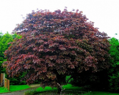 Клен остролистный "Роял ред"