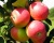 Яблоня "Елена"