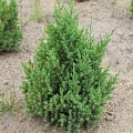 Можжевельник Китайский