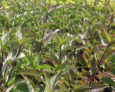 Дерен белый "Кессельринги" (Kesselringii)