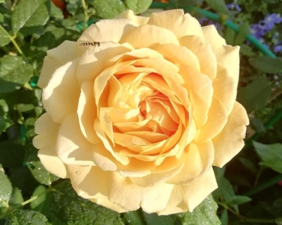 Пионовидная Роза «Голден Селебрейшен» 