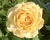 Пионовидная Роза «Голден Селебрейшен» 