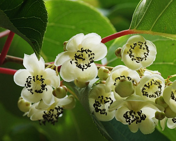 Актинидия Аргута "Вейки" (мужская)