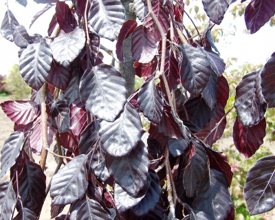 Бук лесной "Пурпл Фонтан"