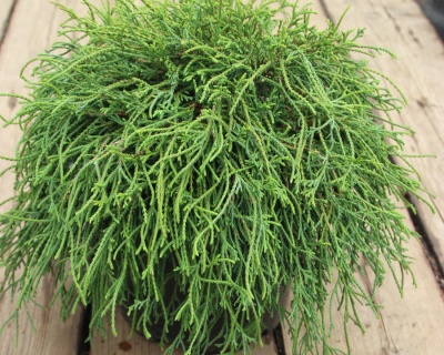 Кипарисовик Горохоплодный "Нана"