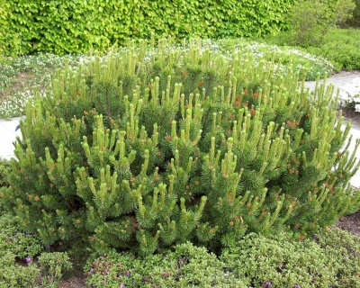 Сосна горная "Мугус"