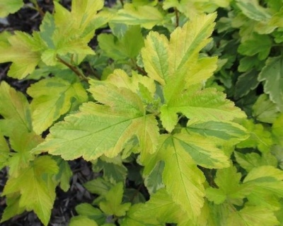 Пузыреплодник "Эннис Голд " (Anny`s Gold)