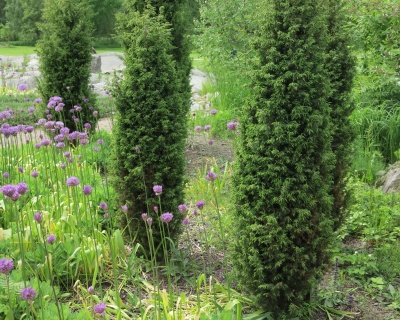 Можжевельник обыкновенный "Суецика"