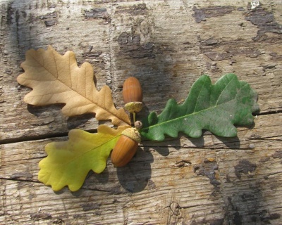 Дуб черешчатый