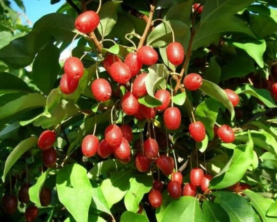 Гуми "Сахалинский"