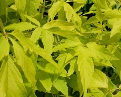 Клен ясенелистный "Одессанум"