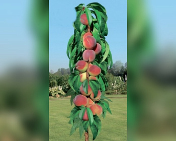 Персик колоновидный "Медовый"