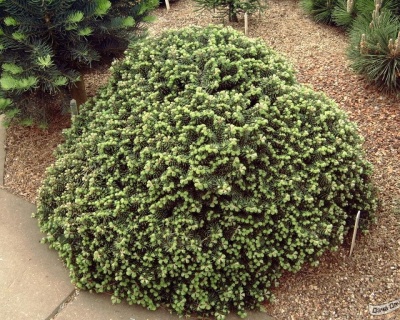 Пихта корейская "Цис"