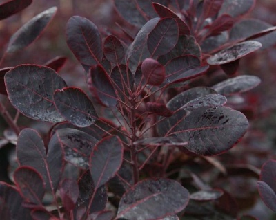 Скумпия "Лилла" (Lilla )