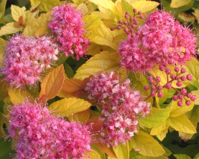 Спирея японская "Голден Принцесс"