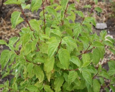 Дерен красный "Грин Лайт" (Green Light)