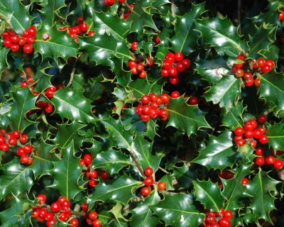 Падуб  остролистный  "Аляска"