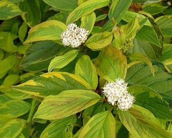 Дерен белый "Гухалти" (Гоучалти, Гохалти, Gouchaultii)