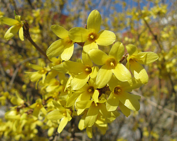 Форзиция яйцевидная «Тетраголд»