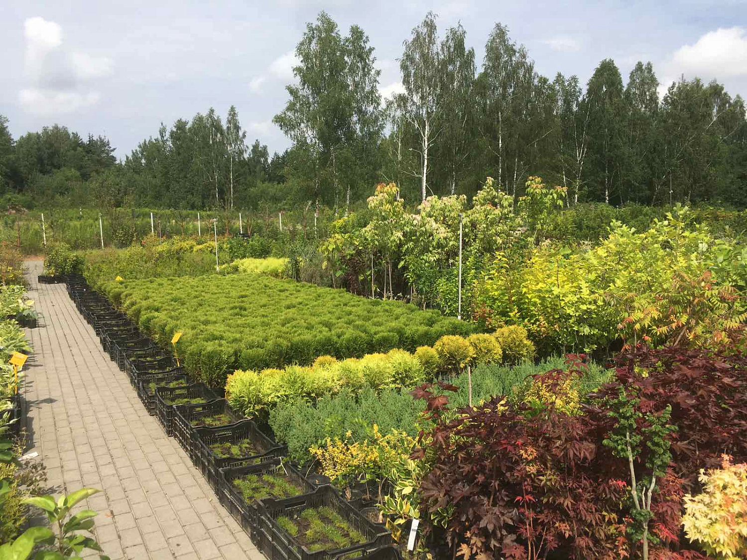 Питомник "ZelenSad"