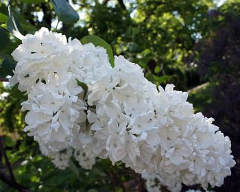 Сирень "Флора"