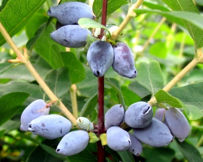 Жимолость "Нижегородская"