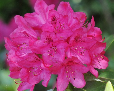 Рододендрон "Америка"