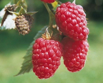 Малина "Мираж"