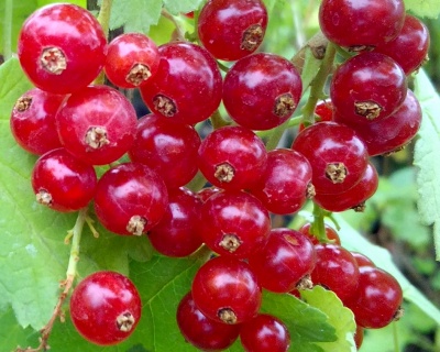 Смородина "Версальская"