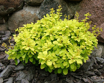 Барбарис Тунберга "Bonanza Gold"