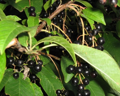 Черемуха "Нежность"