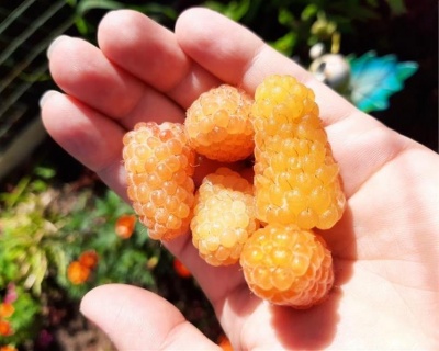 Малина "Желтый Гигант"