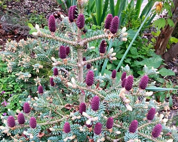 Пихта корейская "Бонсай Блю"