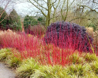 Дерен отпрысковый "Кардинал" (Cardinal)