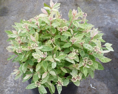 Спирея вангутта "Пинк айс"