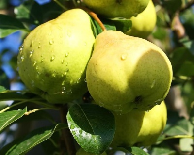 Груша "Августовская роса"