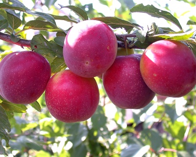 Слива колоновидная "Рубин"