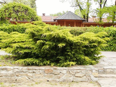 Можжевельник средний "Пфитцериана Ауреа"