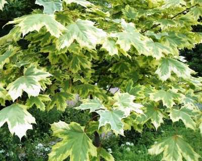 Клен остролистный "Друммонди"