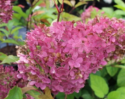 Гортензия метельчатая "Пинк Даймонд" (Pink Diamond)