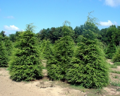 Тсуга канадская