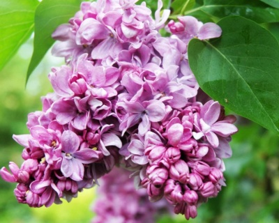 Сирень "Профессор Хозер"