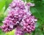 Сирень "Профессор Хозер"