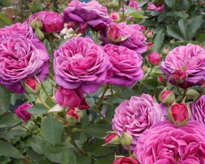 Роза Флорибунда «Олд Порт» 