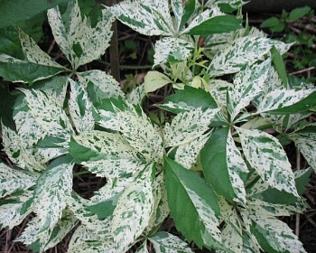 Виноград девичий пятилисточковый "Стар Шоуерс"(P-9)