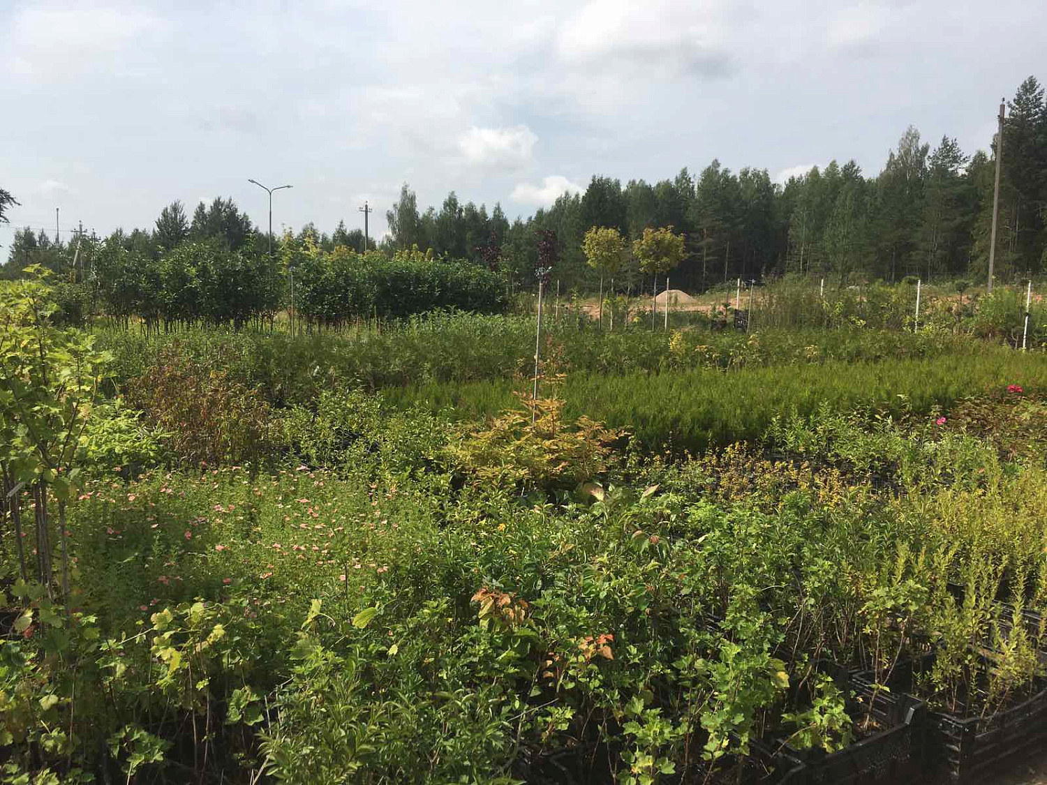 Питомник "ZelenSad"